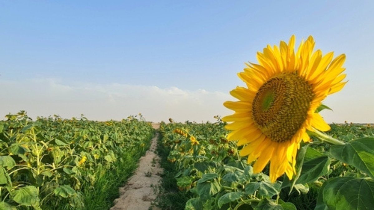 Sunflower farm